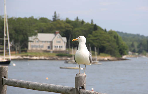 seagull in New England 