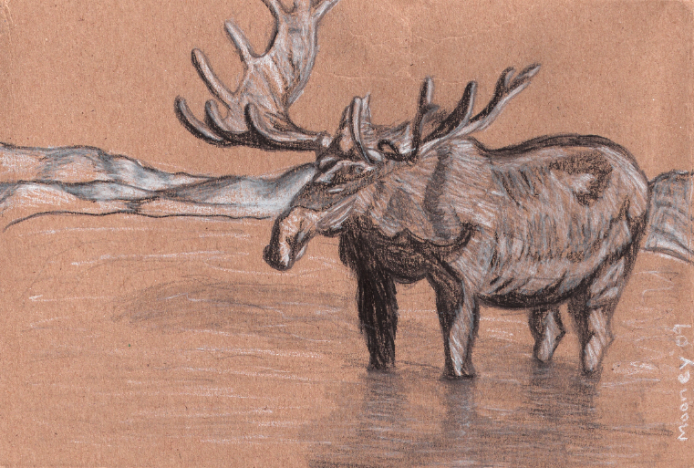 Moose drawing