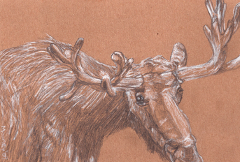 Moose drawing 1