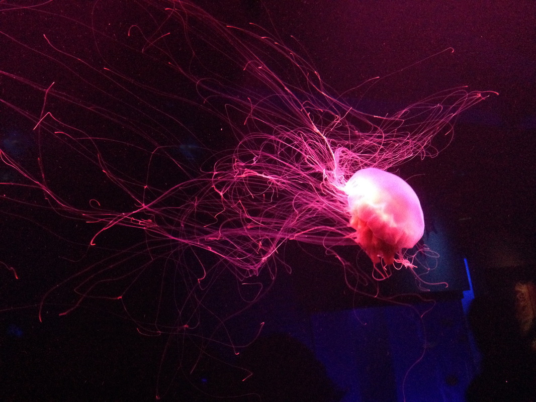 pink jellyfish wall art
