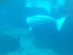 Beluga Whale swimming